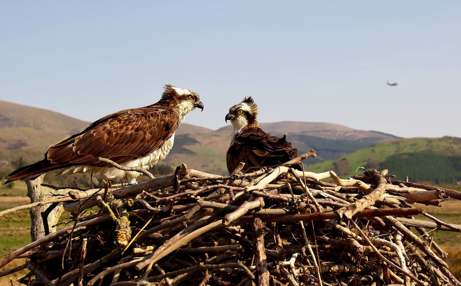 The ospreys nest, which is a large construction of twigs and branches, with the breeding pair perched on it. They have brown wings and white undersides, their head is white with a horizontal band of brown across the eye, and a little mohican at the back of their head. Their beaks are very curved down and sharp looking. Their eyes are yellow. Behind in the distance, rolling green and brown hills.