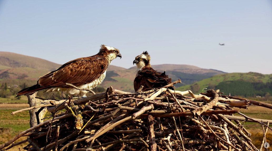 The ospreys nest, which is a large construction of twigs and branches, with the breeding pair perched on it. They have brown wings and white undersides, their head is white with a horizontal band of brown across the eye, and a little mohican at the back of their head. Their beaks are very curved down and sharp looking. Their eyes are yellow. Behind in the distance, rolling green and brown hills.