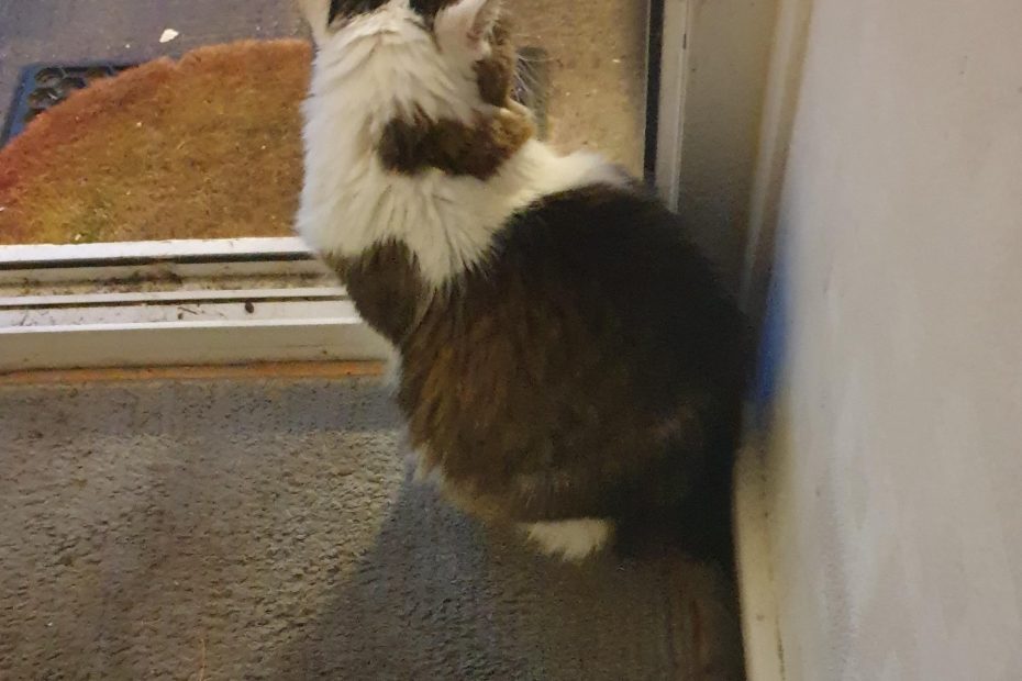 Thomas cat sitting at the open front door on his last morning, gazing out and watching the happenings as he always liked to do.