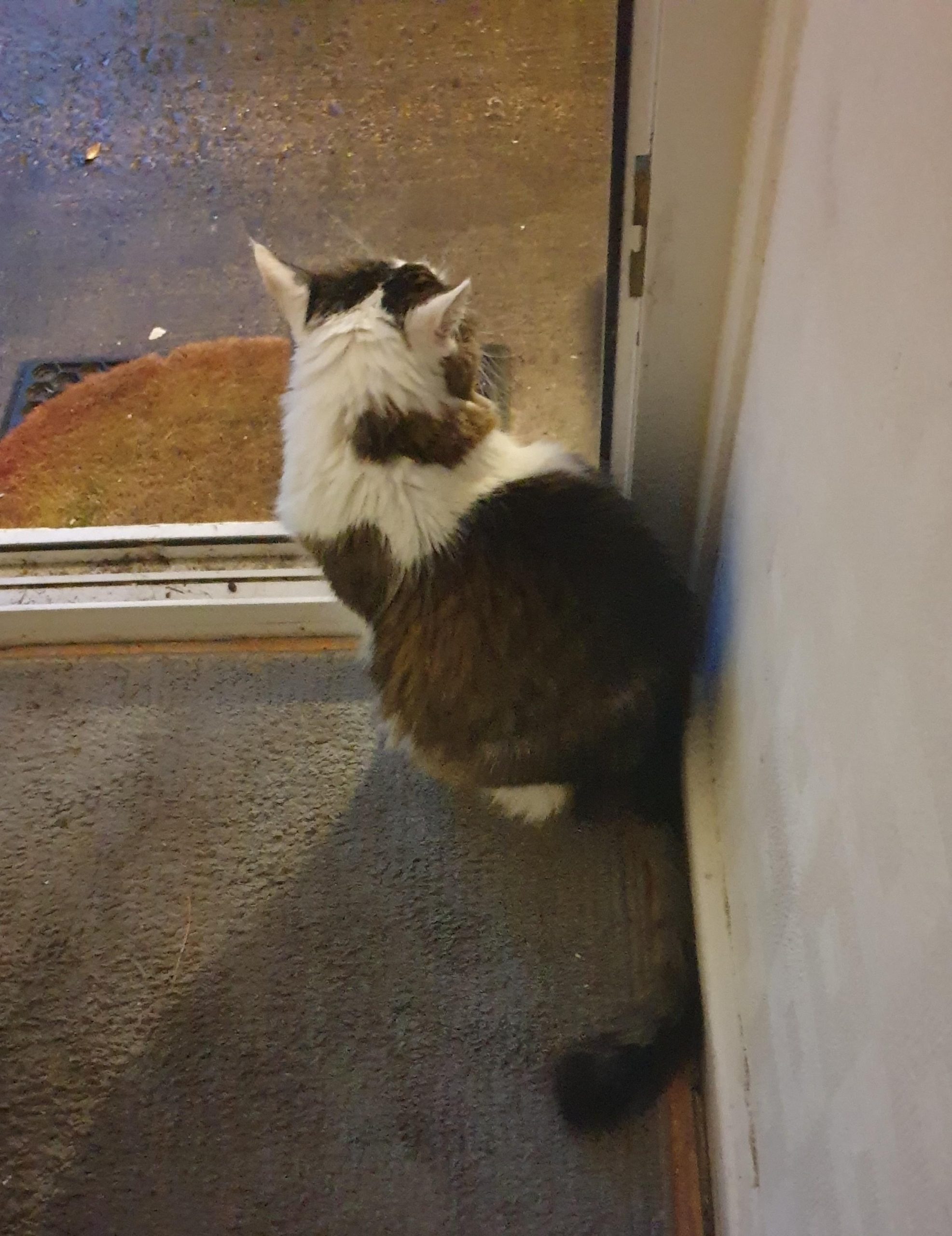 Thomas cat sitting at the open front door on his last morning, gazing out and watching the happenings as he always liked to do.