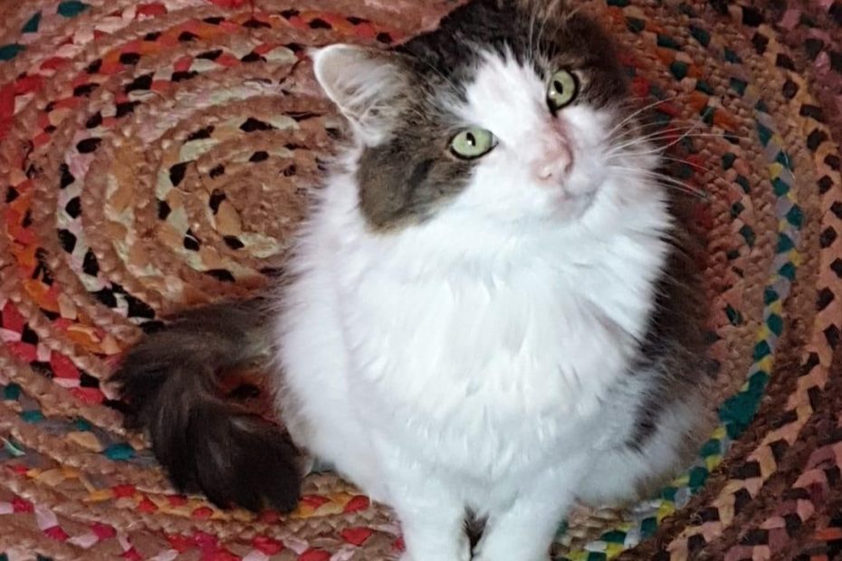 The cat is sat very politely on a colourful circular woven rug in the kitchen, looking interested and attentive.