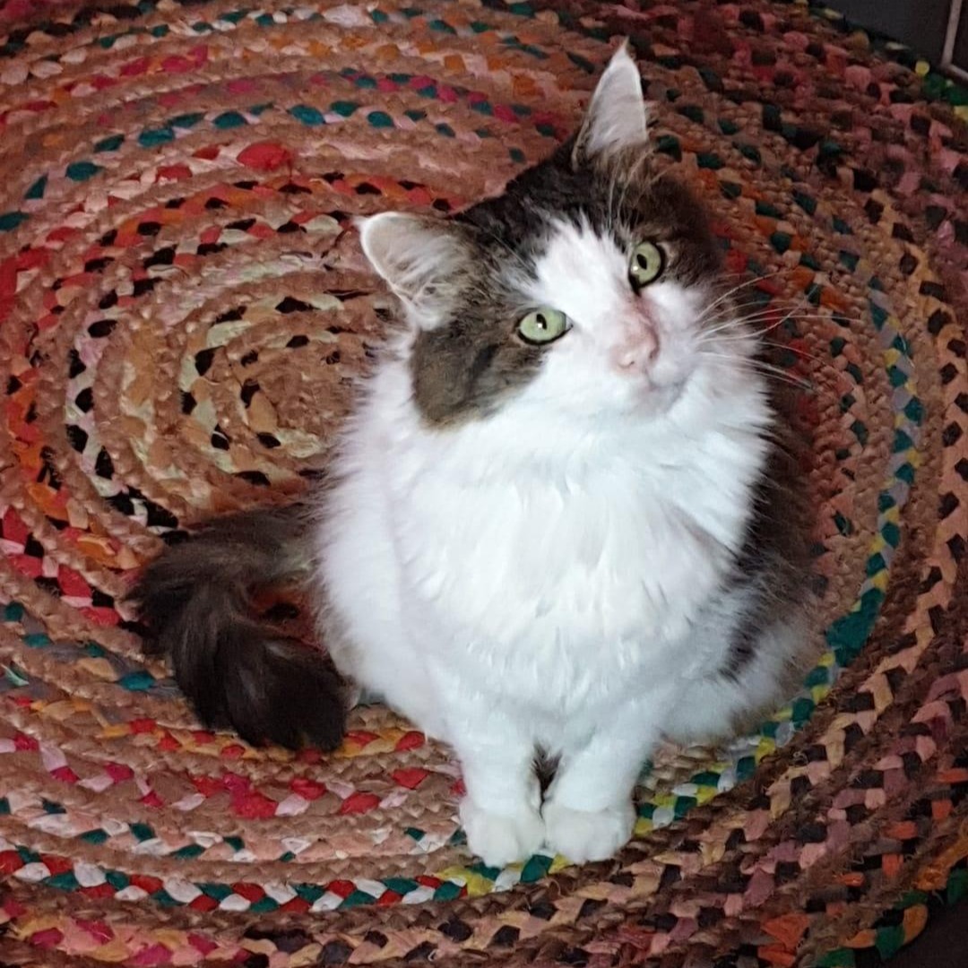 The cat is sat very politely on a colourful circular woven rug in the kitchen, looking interested and attentive.