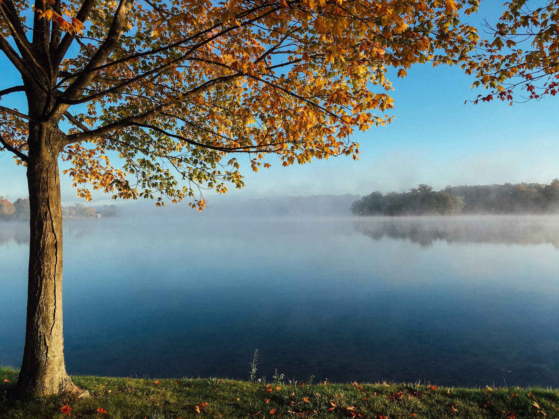 A tree in the foreground, on the shores of a misty lake. You can just about make out the woodland on the opposite shore, through the mist. It's autumn and this tree's leaves are shades of russet and gold.