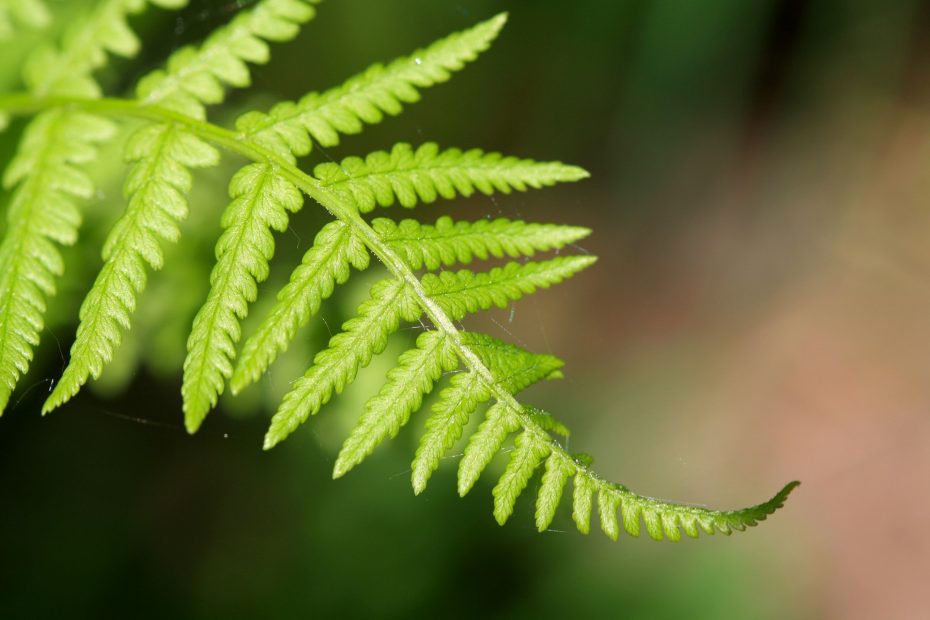 A close-up photo of the tip of a fern frond, curling outwards and upwards - it's a very vivid light green, the background is blurry.
