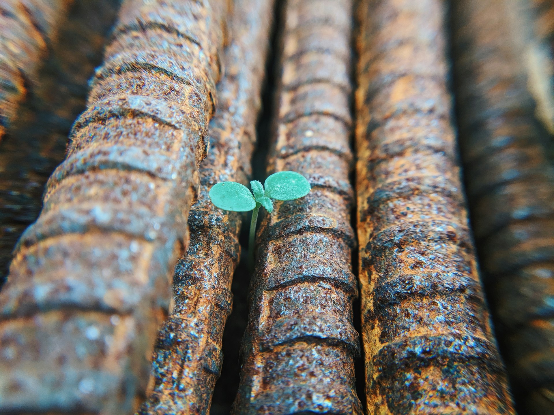 A small plant is sprouting 4 green leaves in between a bunch of rusted rebar.