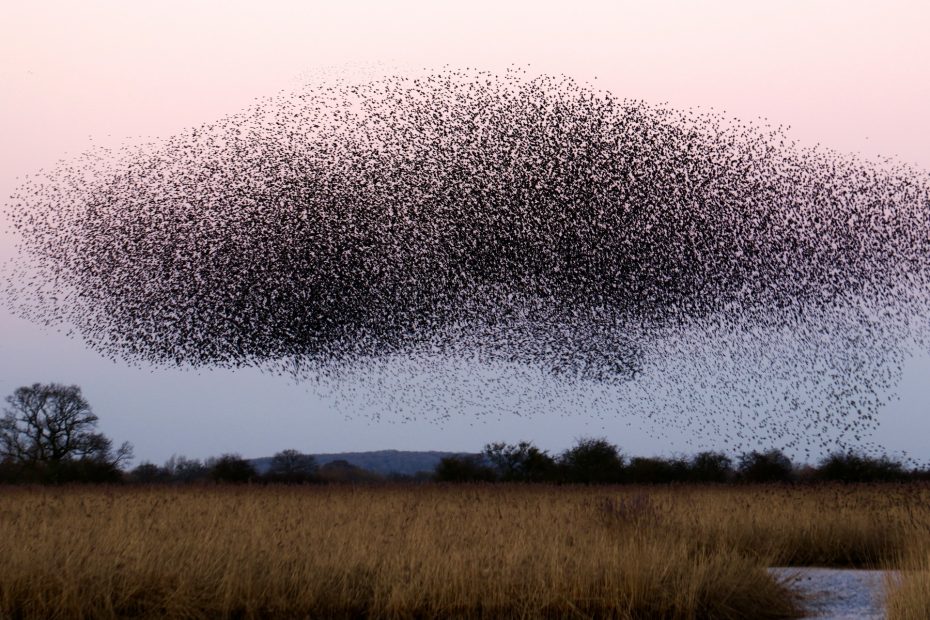 A murmuration of starlings over a wetland landscape at dusk, forming a dense, swirling cloud shape against a pale pink and blue sky.