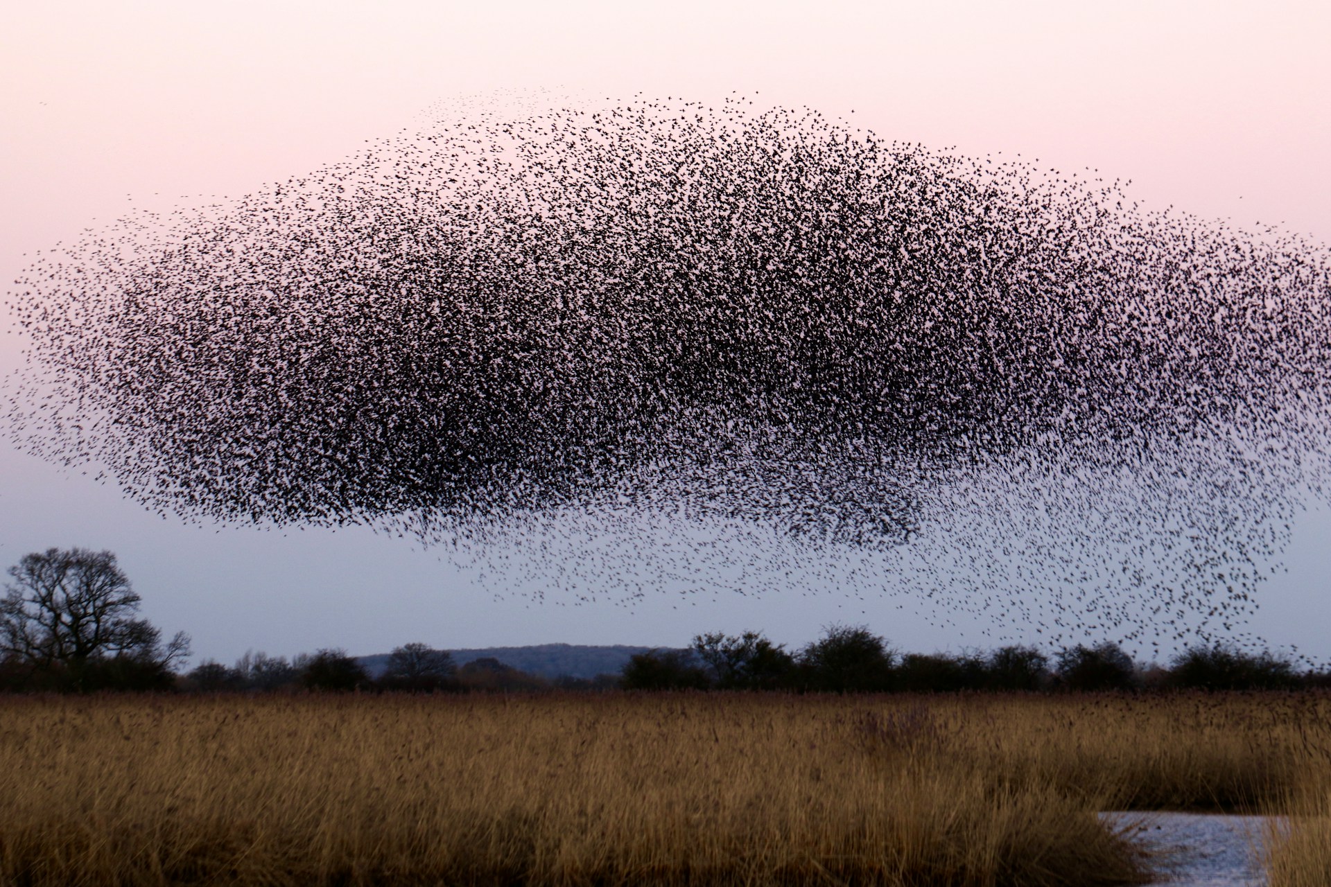 A murmuration of starlings over a wetland landscape at dusk, forming a dense, swirling cloud shape against a pale pink and blue sky.
