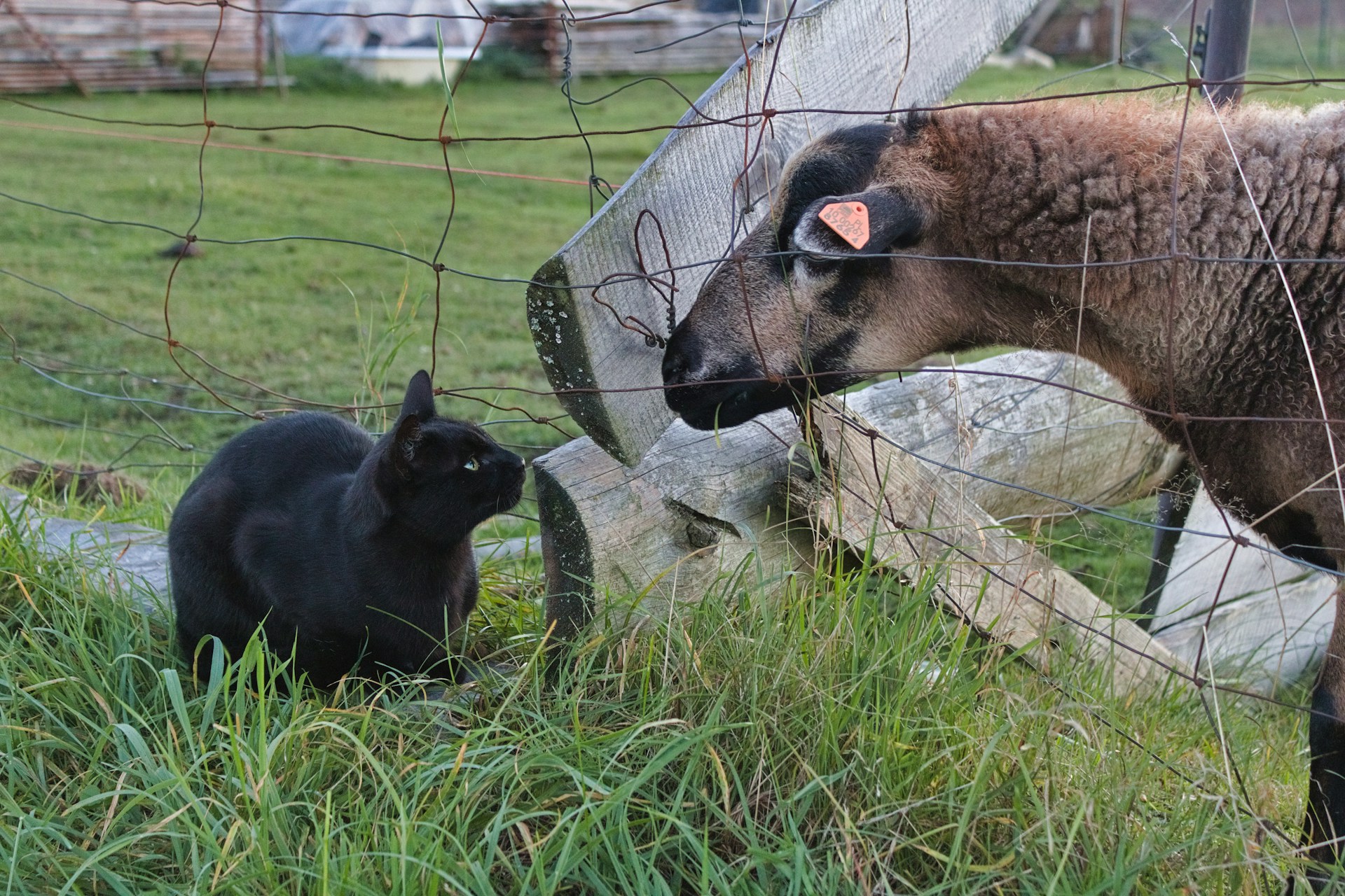 A sheep is nosing across a wire fence, showing interest in a black cat crouching close by on the other side. All around is green grass. I wonder what communication is passing between them.