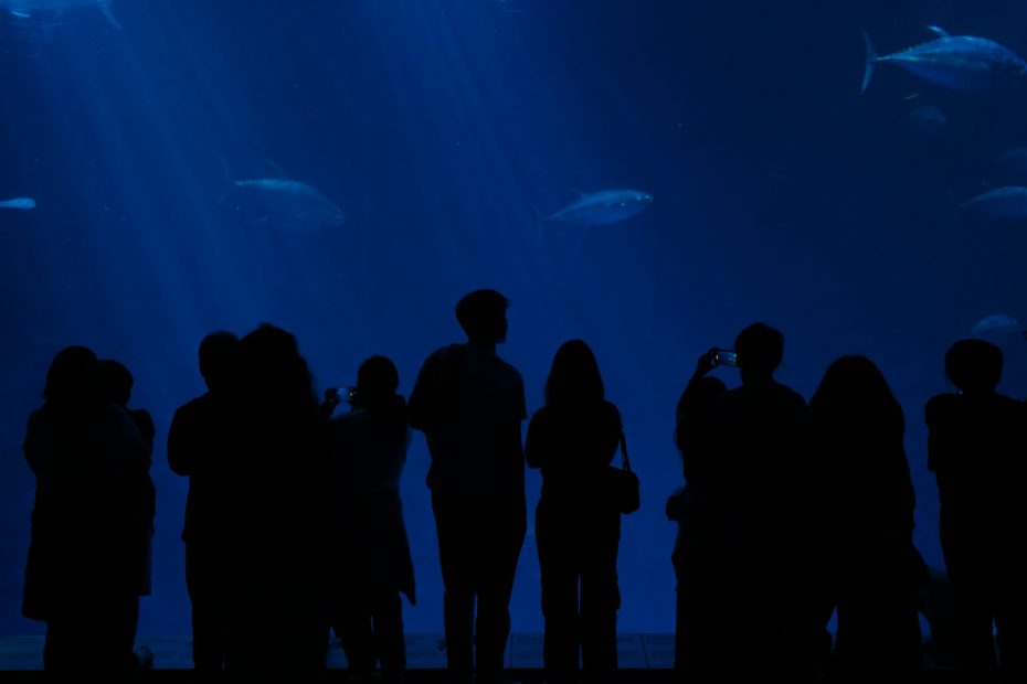 About a dozen people are standing in front of a huge aquarium, which is basically a whole wall of blue with large fish swimming past in it. You can only make out the silhouettes of the people, dark against the luminous blue background. A couple of them are filming on their phones, mirroring the deep blue of the tank.