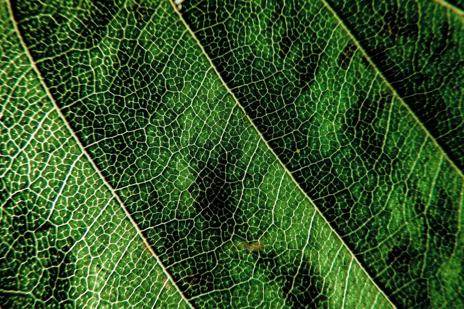 A close up photo of a leaf, showing its intricate vascular system.
