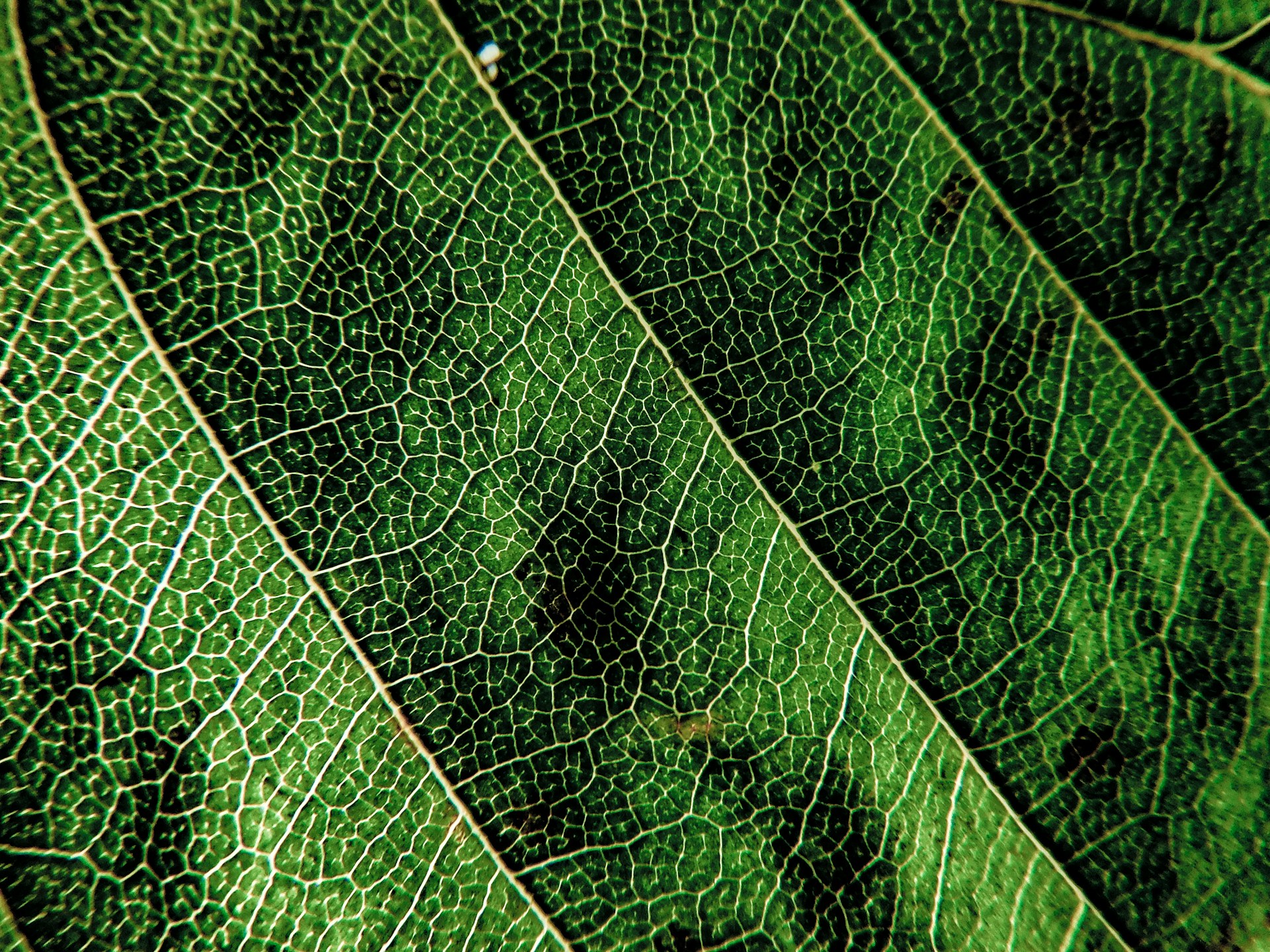 A close up photo of a leaf, showing its intricate vascular system.