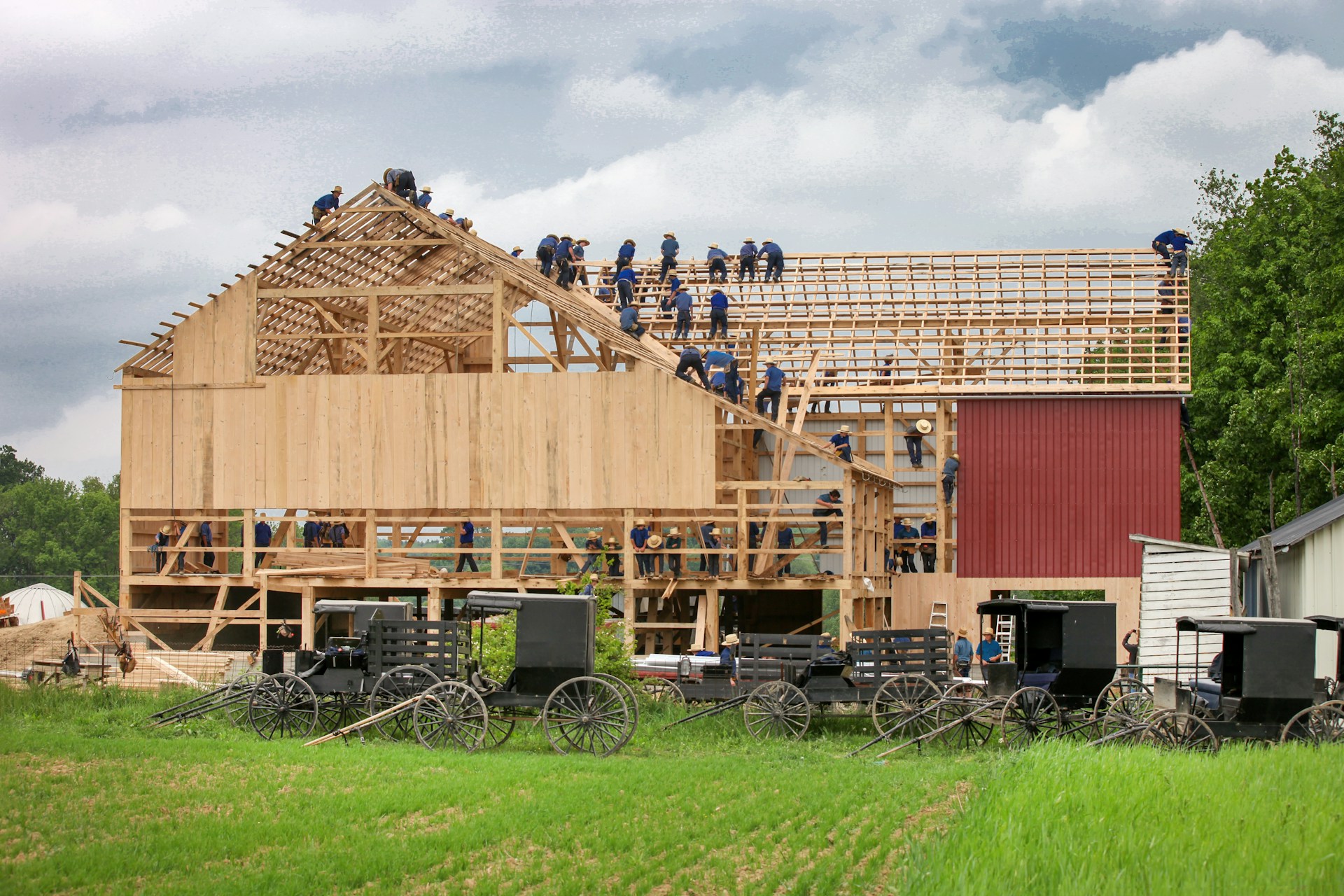 Barn raising in the USA - a group of people are working on the roof of a barn under construction, the wooden structure is in place for the walls and roof. In front of the building, a row of black buggies, without the horses.