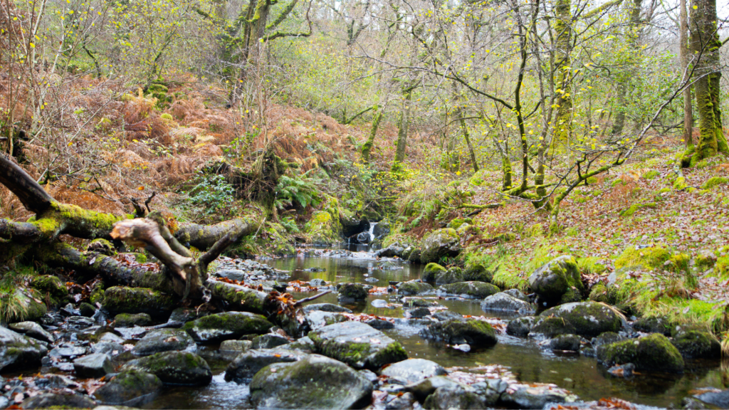 A rainforest landscape: in the middle, a stream runs over large boulders towards the camera. On either bank, a mix of trees with young shoots, above vibrant undergrowth. There are bracken and ferns on the right bank, and more mosses on the left bank.