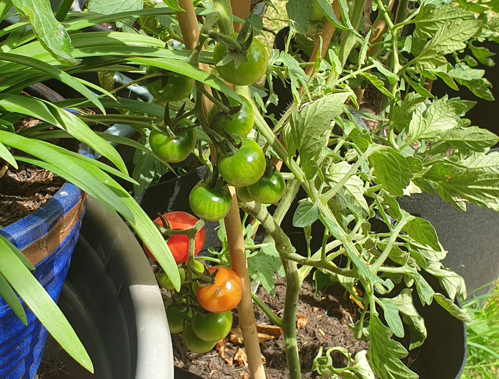 A bushy tomato plant grows out of a grow bag. It's laden with many green fruit, one branch already reddening to ripeness.