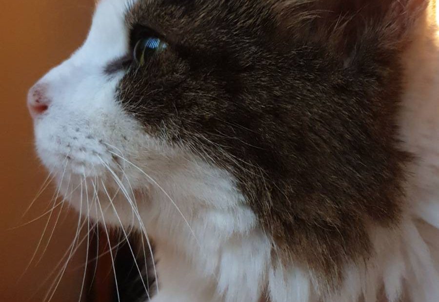 A long haired white and tabby cat in profile, staring out of the window to the left.
