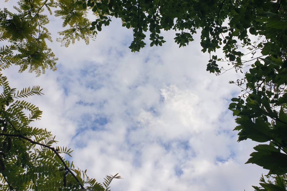 Looking up to the blue sky dotted with fluffy clouds, framed by leaves and branches.