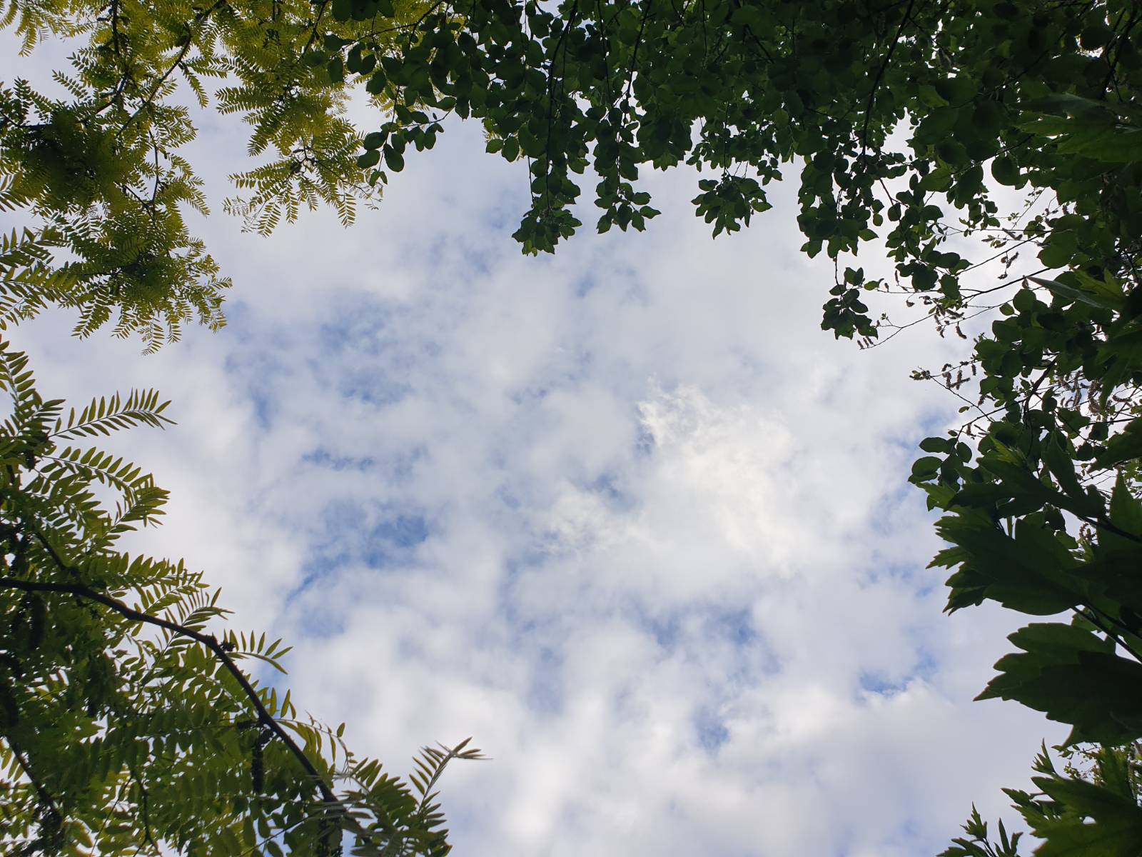 Looking up to the blue sky dotted with fluffy clouds, framed by leaves and branches.