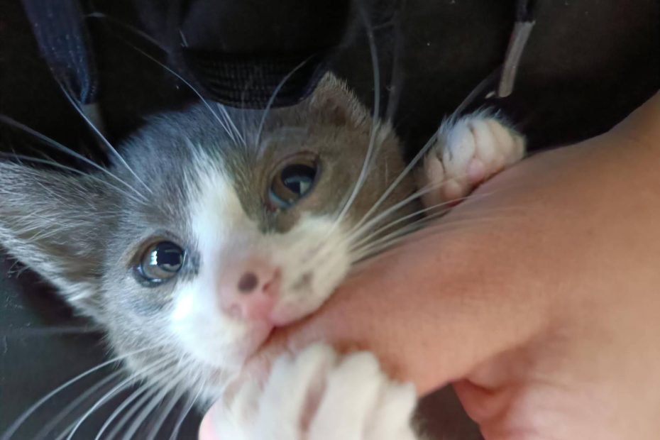 A grey and white kitten is playfully nibbling a person's hand. The scale of the hand gives an idea of how tiny she is.