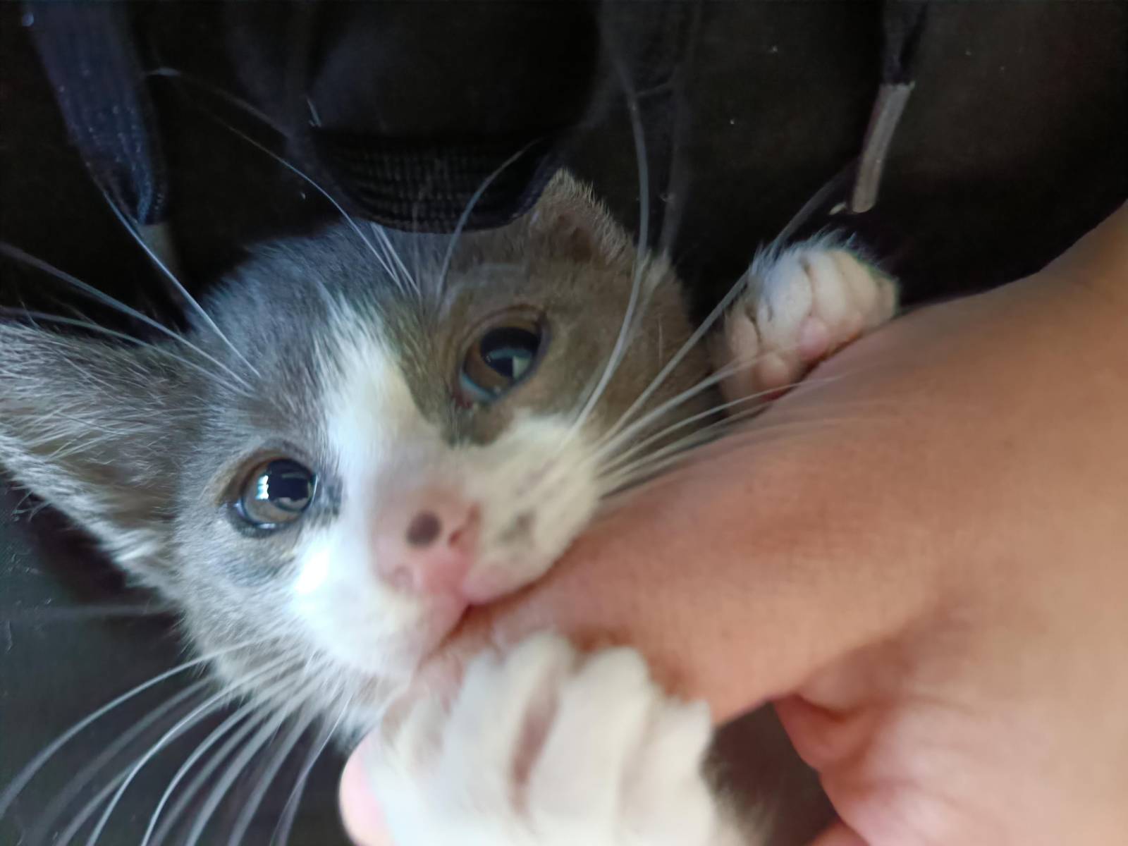 A grey and white kitten is playfully nibbling a person's hand. The scale of the hand gives an idea of how tiny she is.