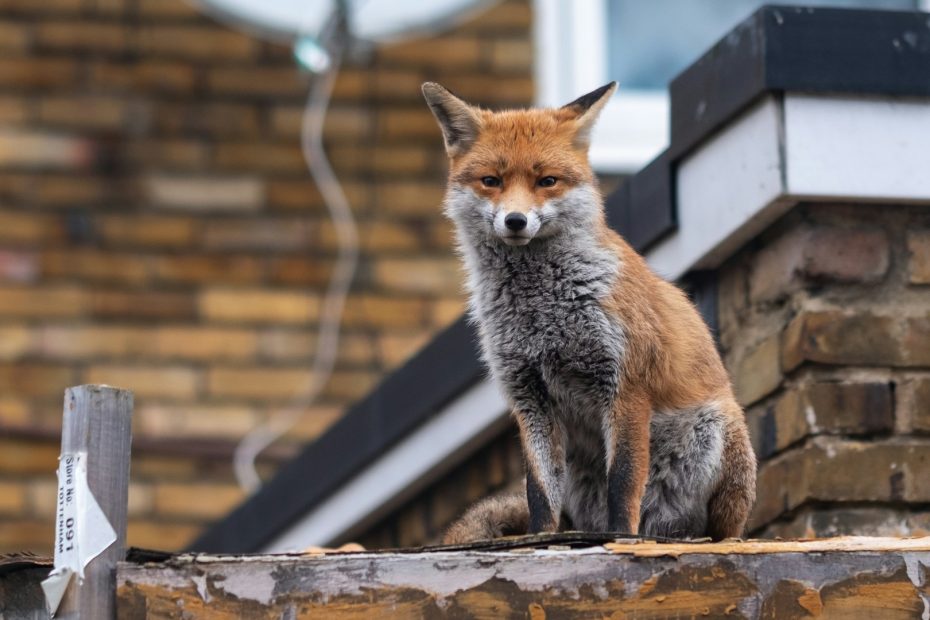 A fox sitting on top of a low wall, in front of a brick extension with a flat roof, and behind it the main brick wall with a satellite dish and the corner of a window. The fox is staring straight at the camera. It looks alert but relaxed.