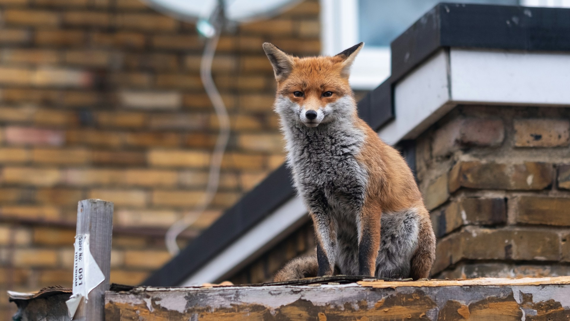A fox sitting on top of a low wall, in front of a brick extension with a flat roof, and behind it the main brick wall with a satellite dish and the corner of a window. The fox is staring straight at the camera. It looks alert but relaxed.
